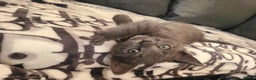 British Shorthair cats for sale: Bsh x tabby kittens  - Advert 10