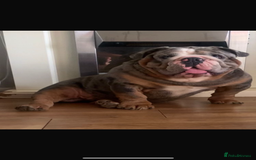 English Bulldog dogs for sale: 10 British Bulldog puppies 🐶  - Image 4