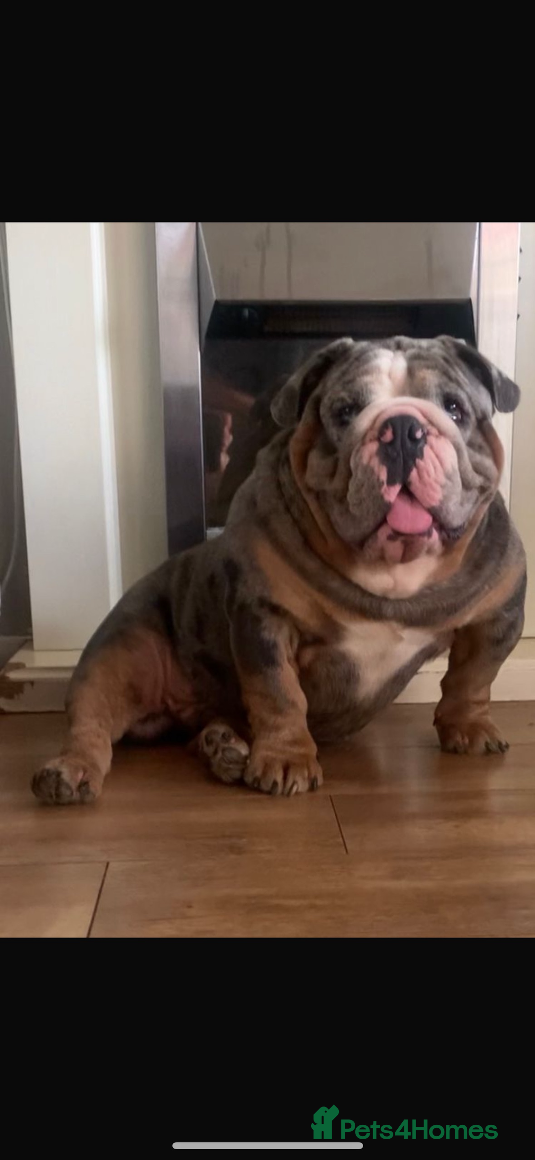 English Bulldog dogs for sale: 10 British Bulldog puppies 🐶  - Image 4