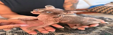 Sphynx 6