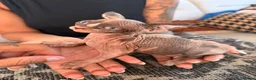 Sphynx cats for sale: Tica registered sphynx kittens  - Advert 12