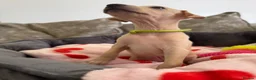 Italian Greyhound dogs for sale: 🏡 Italian greyhound puppies ready soon 🏡 - Advert 14