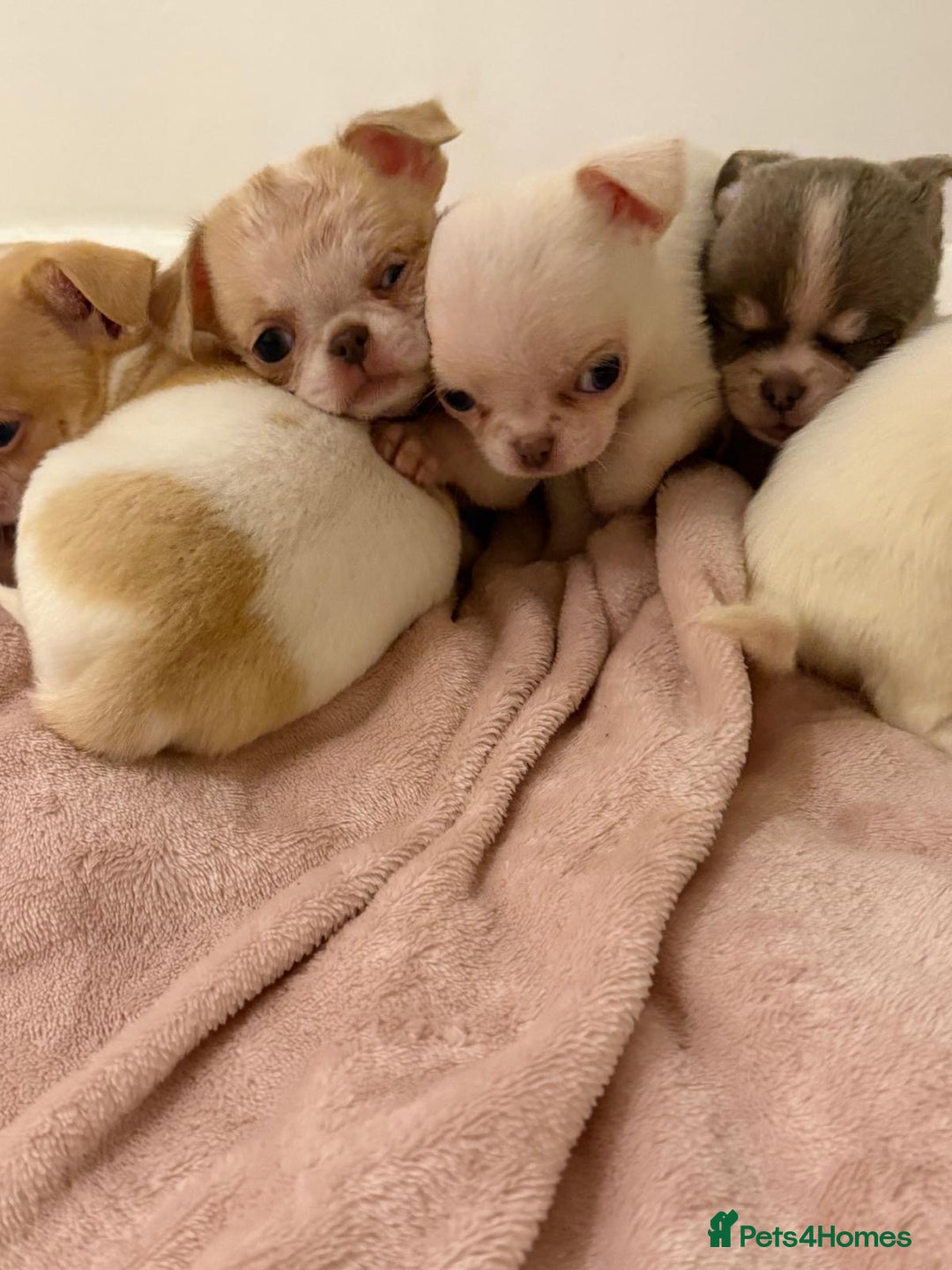 Chihuahua dogs for sale: Kc chihuahua puppies Russian and Ukraine lines - Advert 19