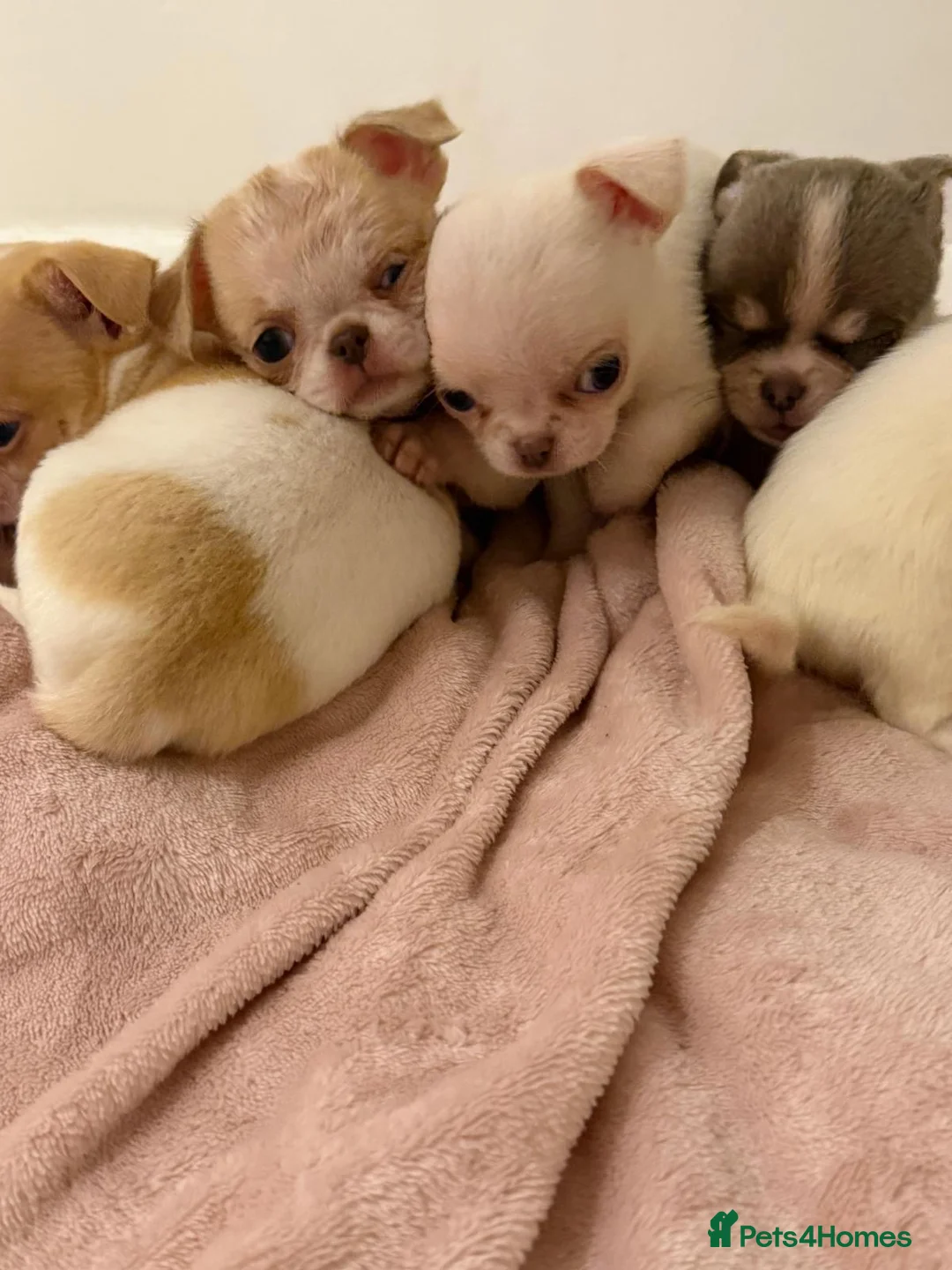 Chihuahua dogs for sale: Kc chihuahua puppies Russian and Ukraine lines - Advert 19