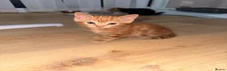 Mixed Breed cats for sale: Kittens for sale, mixed breed  in Cwmbran - Advert 2