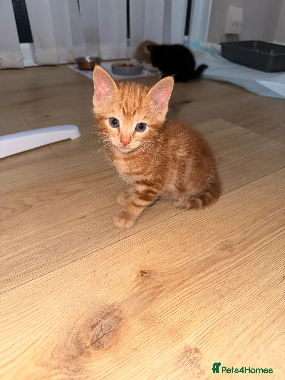 Mixed Breed cats for sale: Kittens for sale, mixed breed  in Cwmbran - Advert 2