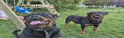 Rottweiler dogs for sale: KC registered Health Tested Puppies  - Advert 9