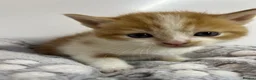 Persian cats for sale: Perfect Persian X Kittens - Advert 13