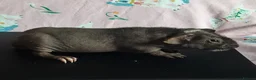 Guinea Pig rodents for sale: Skinny pigs and guinea pig babies - Advert 6