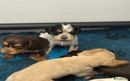 Cocker Spaniel dogs for sale: READY FOR NEW HOMES CAN LEAVE homes health tested  - Image 9