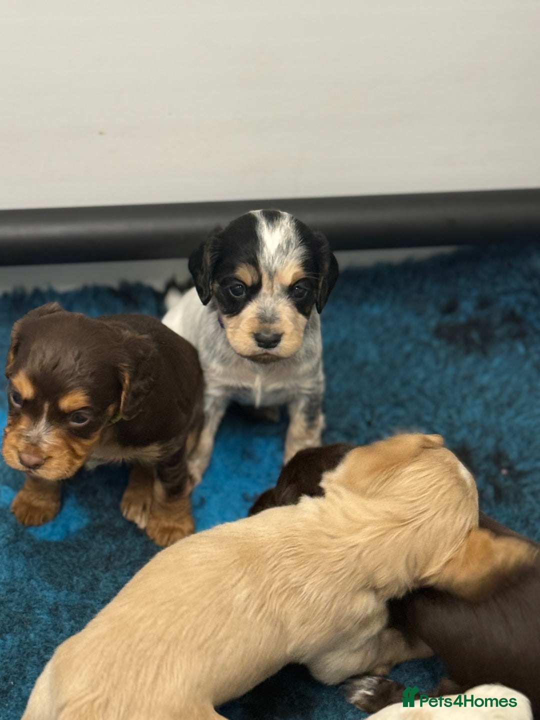 Cocker Spaniel dogs for sale: READY FOR NEW HOMES CAN LEAVE homes health tested  - Image 9