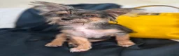 Yorkshire Terrier dogs for sale: Adorable Yorkie Puppies (carriers of Choco gene) - Advert 6