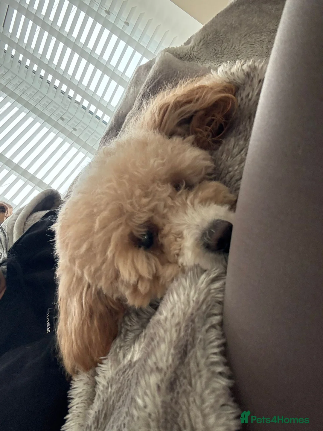 Toy Poodle dogs for sale: Stunning Female toy poodle  - Advert 2