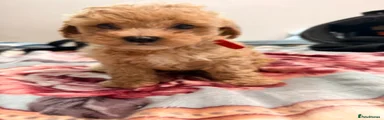 Maltipoo 1