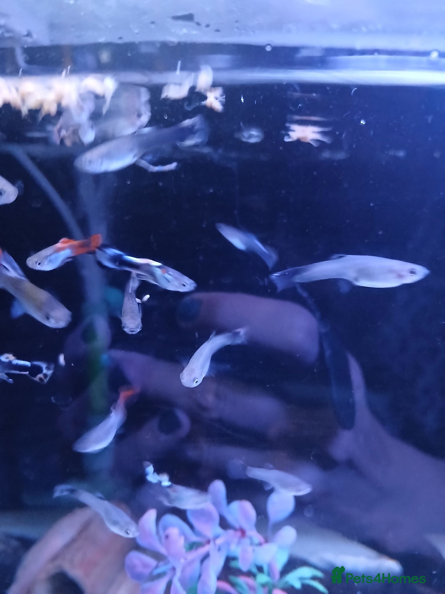 Live Bearers fish Guppies tropical fish mixed sexes - Advert 1