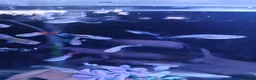 Live Bearers fish for sale: Guppies tropical fish mixed sexes - Advert 1