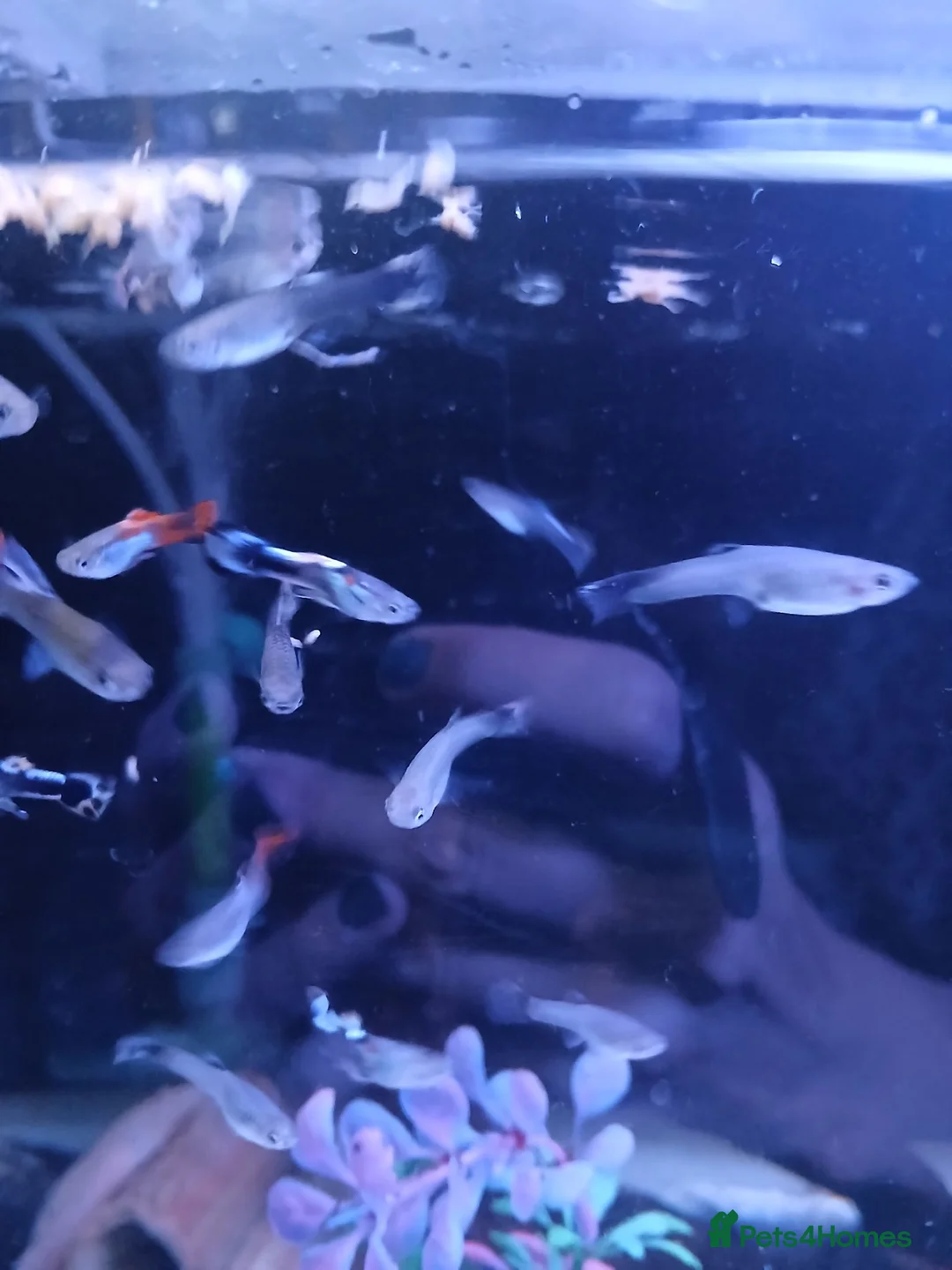 Live Bearers fish for sale: Guppies tropical fish mixed sexes - Advert 1