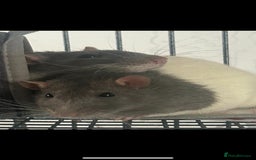 Rat rodents for sale: Brother rats - cuddly and cute - kid handled - Advert 11