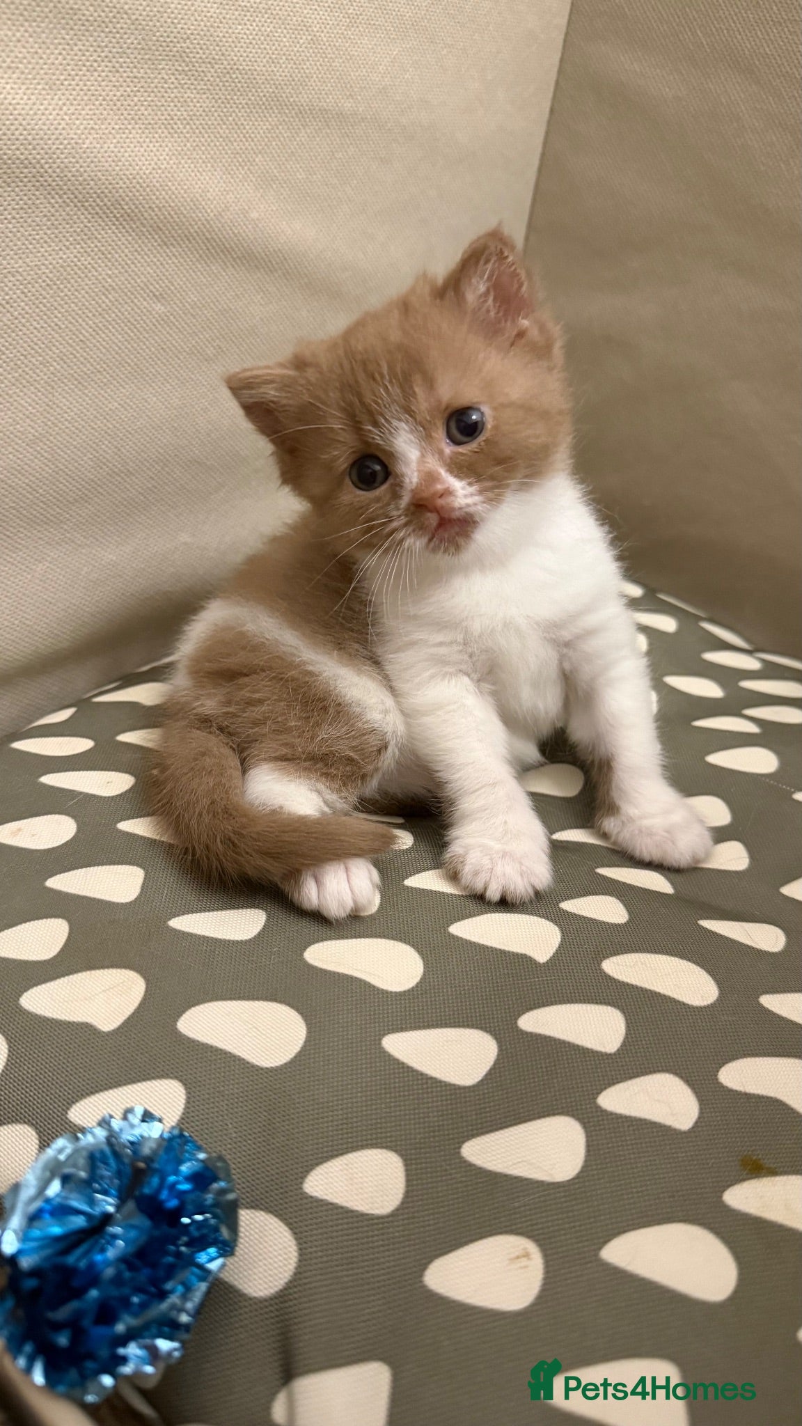 British Shorthair cats Cinnamon -white BSH  - Advert 1