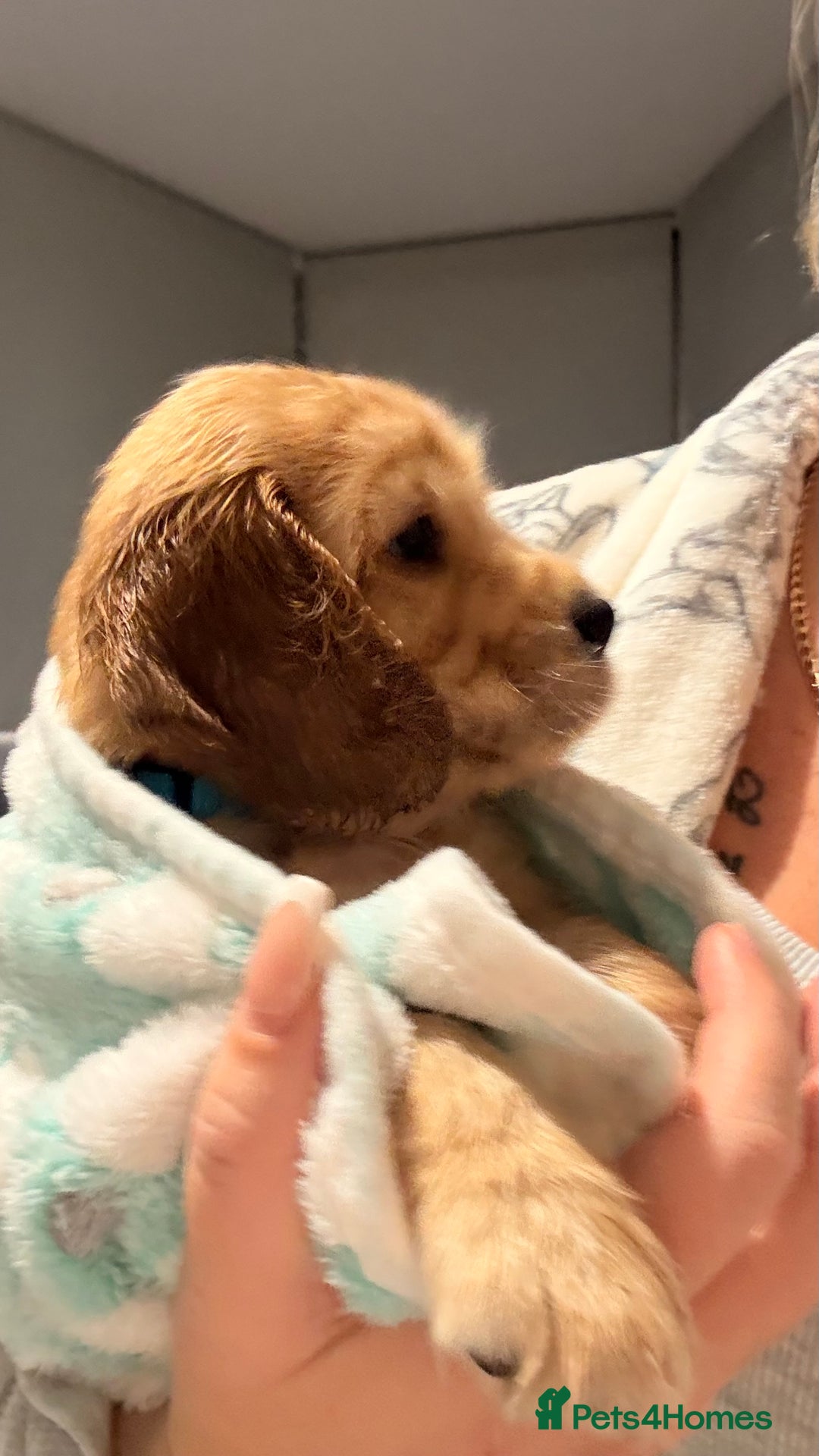 Cocker Spaniel dogs for sale: Show Cocker Spaniel- Only Boy In The Litter - Image 4