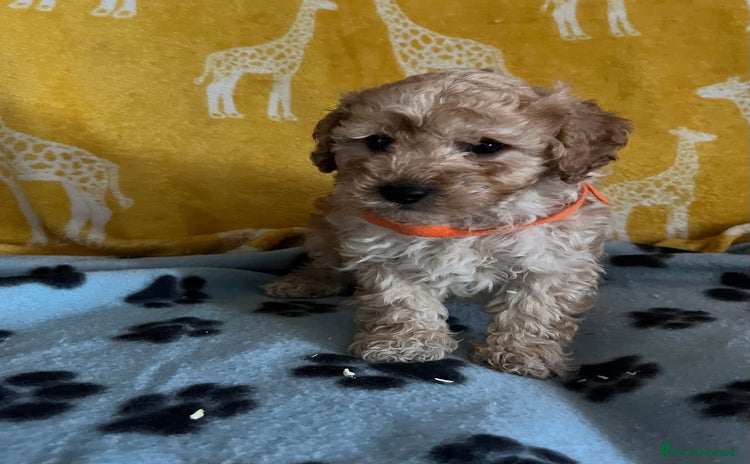 Cavapoochon dogs for sale in Carmarthen - Advert 1