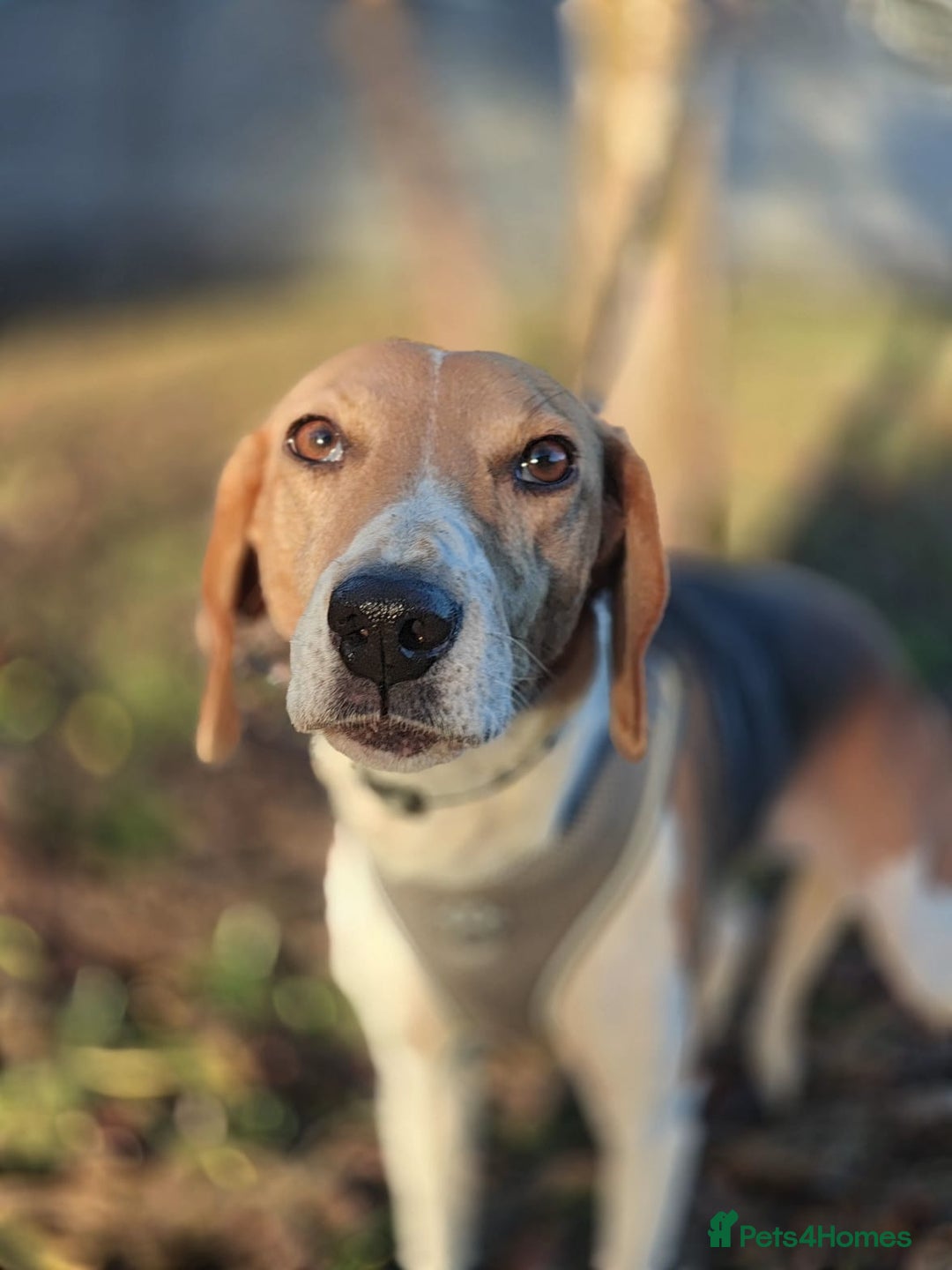 Mixed Breed dogs for adoption: ❤️Radna-affectionate 2 year old Estonian Hound❤️ - Advert 4