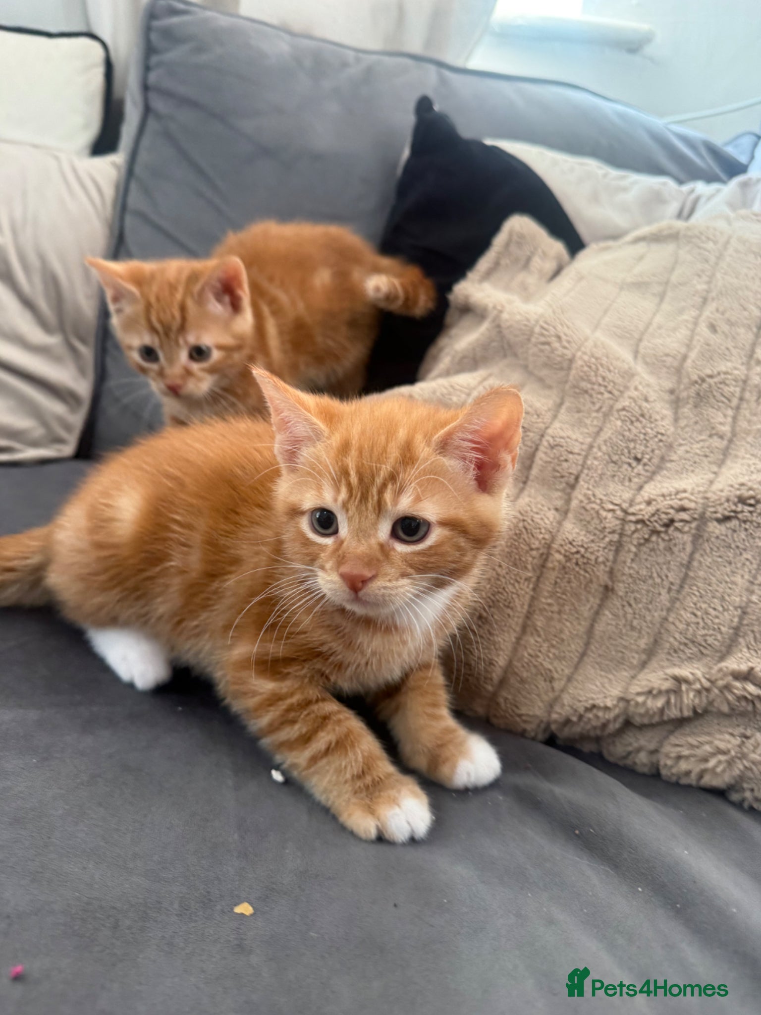 Mixed Breed cats Ginger and black kittens - Advert 8
