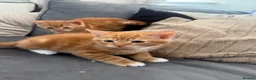 Mixed Breed cats for sale: Ginger and black kittens in Northampton - Advert 1