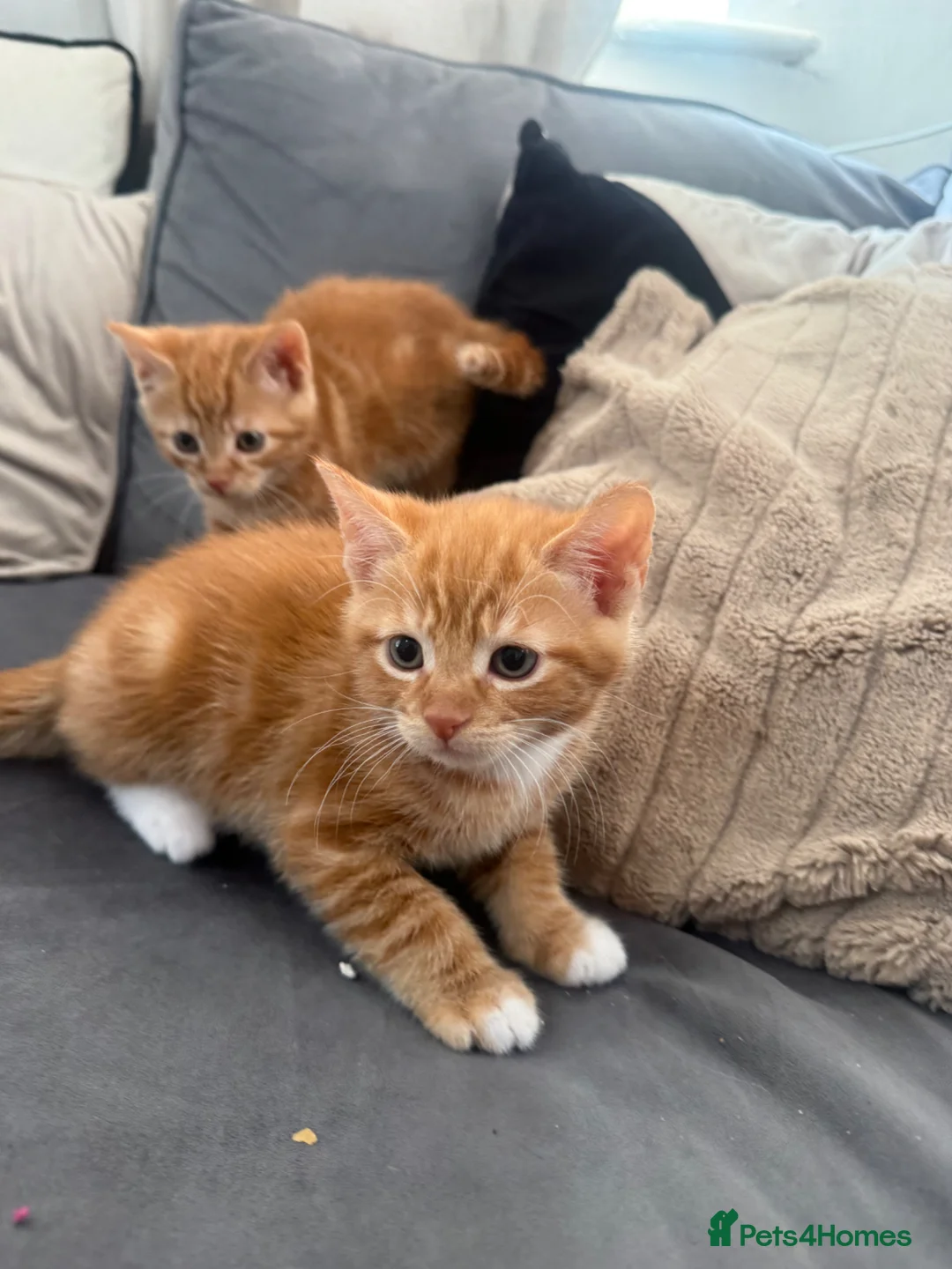 Mixed Breed cats for sale: Ginger and black kittens in Northampton - Advert 1