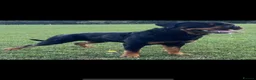 Rottweiler dogs for sale: KC registered Rottweiler Puppies - Advert 2