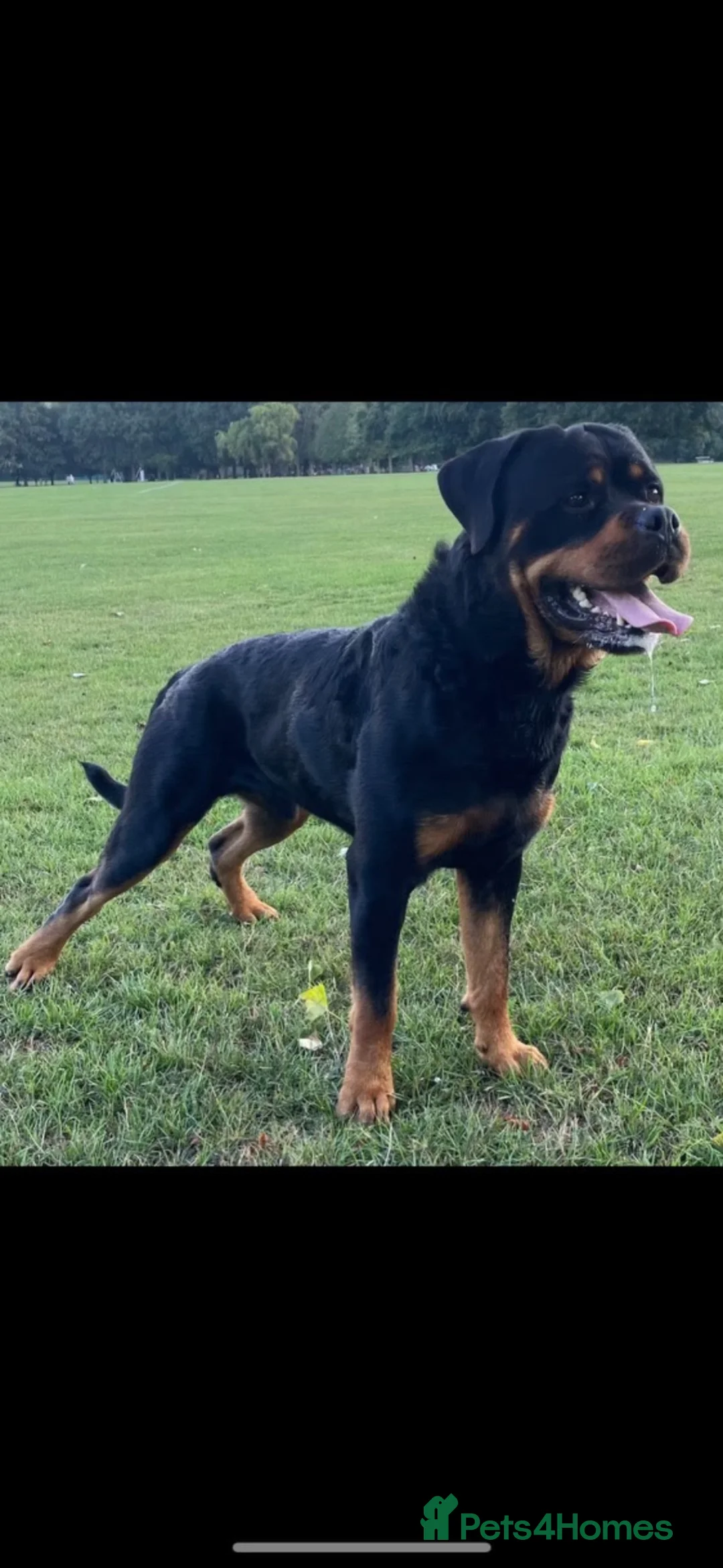 Rottweiler dogs for sale: KC registered Rottweiler Puppies - Advert 2