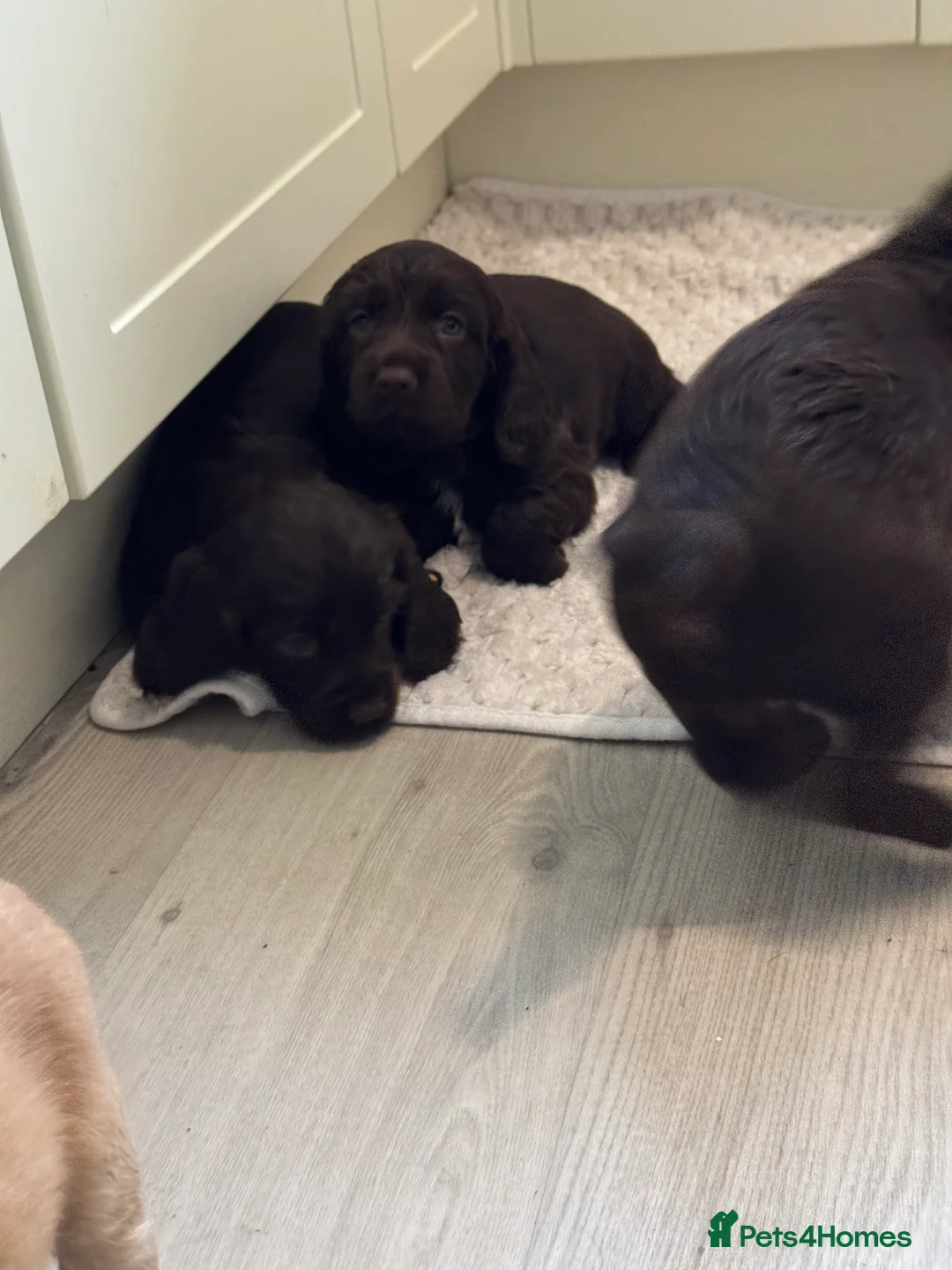 Sprocker dogs for sale: A beautiful litter docked Sprocker Spaniel puppies - Advert 11