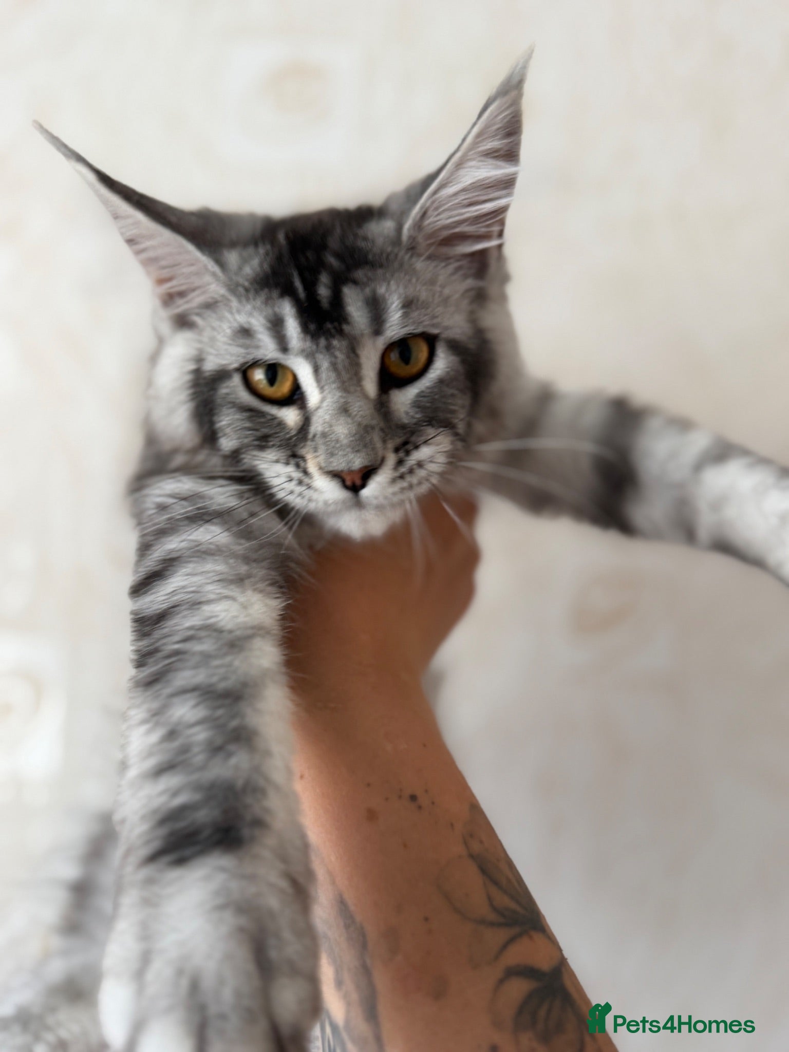 Maine Coon cats Reduced🏡 TICA Pedigree🧬health tested Maine coon - Advert 2