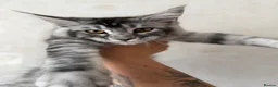 Maine Coon cats for sale: TICA Pedigree Maine coon🧬health tested - Advert 1