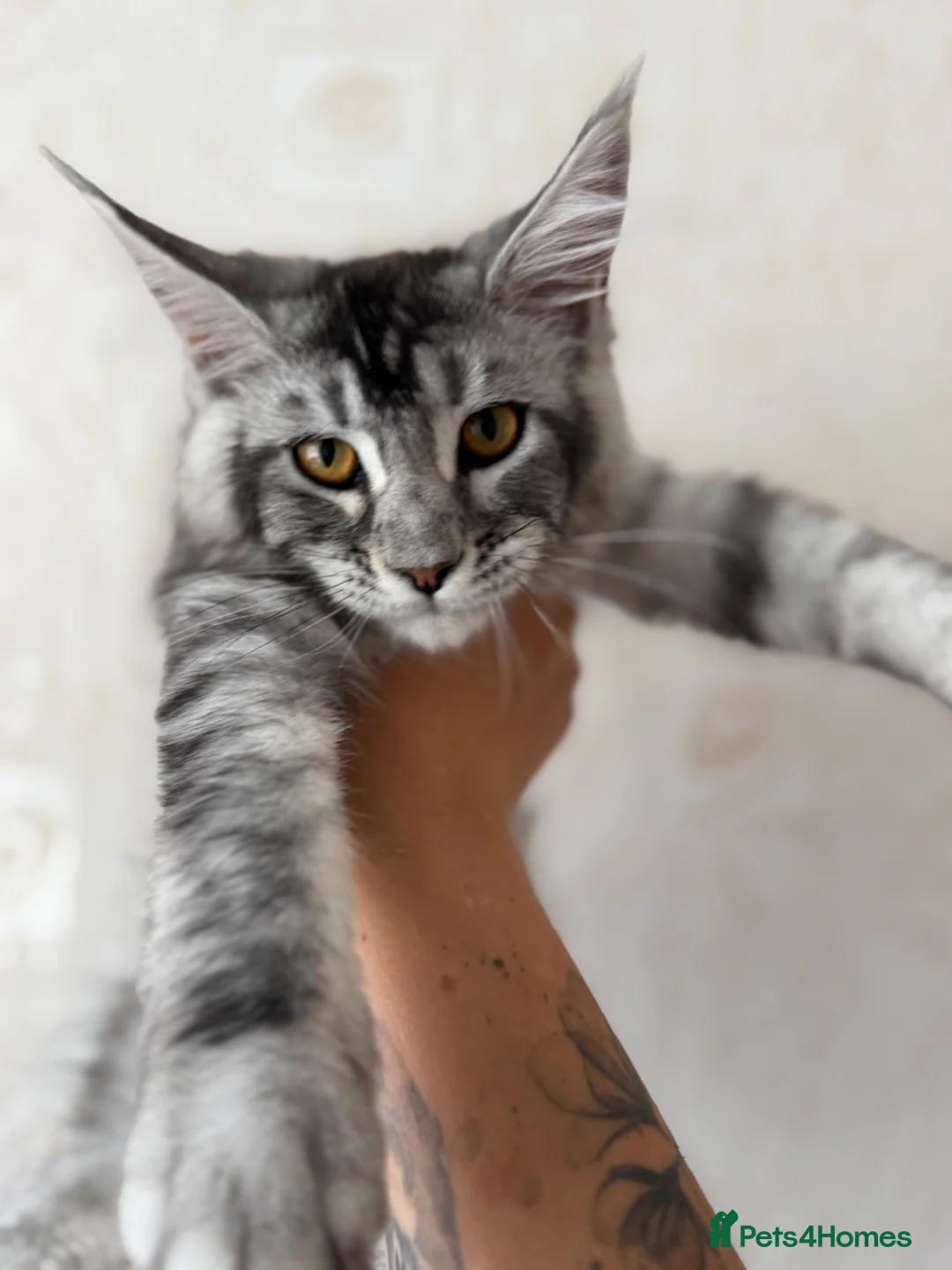 Maine Coon cats for sale: TICA Pedigree Maine coon🧬health tested - Advert 1