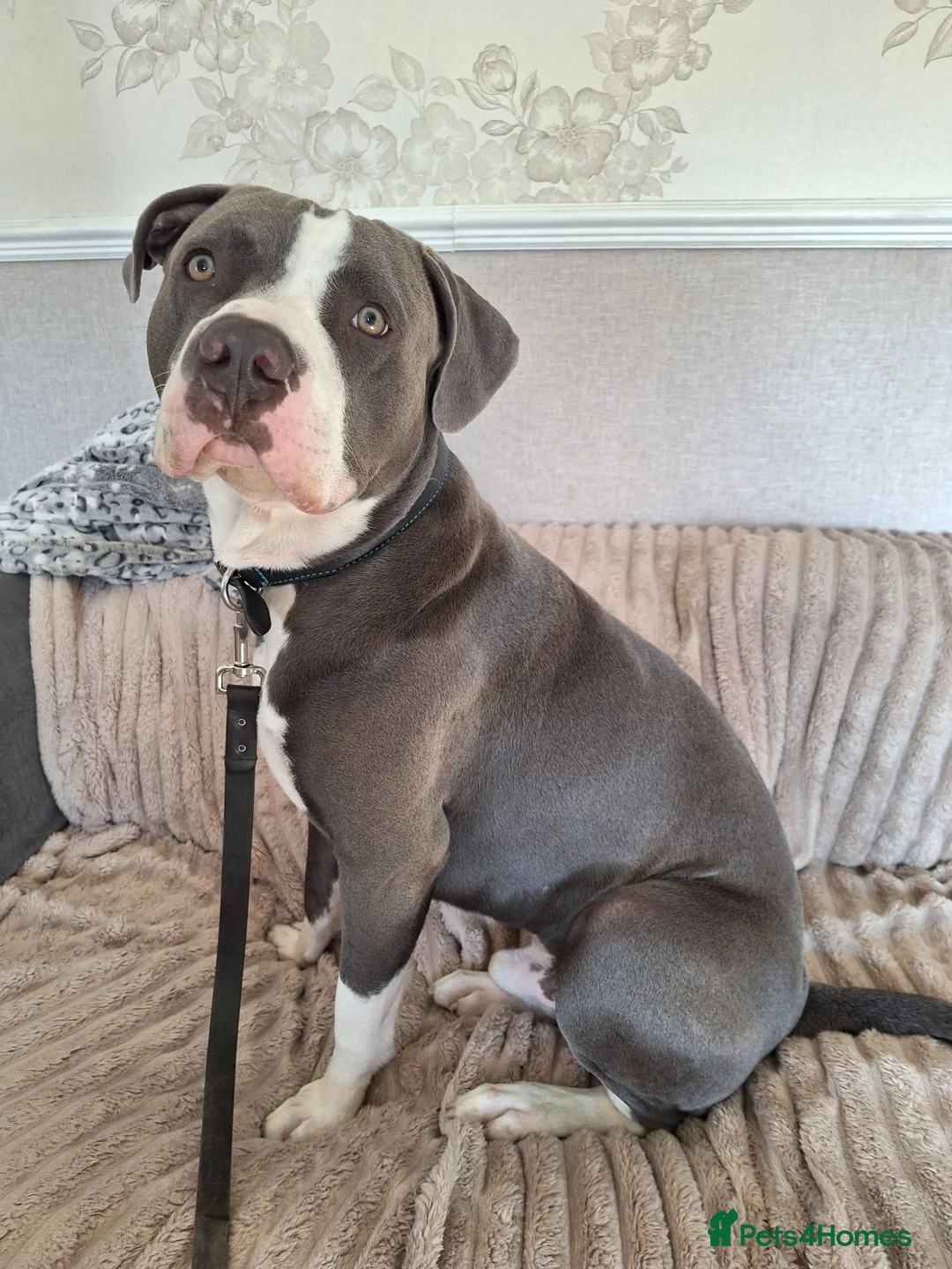 Staffordshire Bull Terrier dogs for stud: Staffordshire bull terrier  in Pontefract - Advert 1