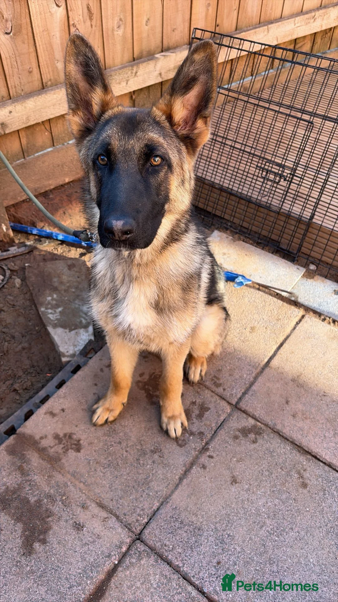 German Shepherd dogs for sale: German shepherd  in Exeter - Advert 1