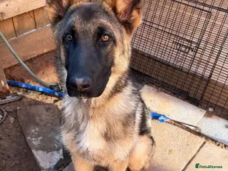 German Shepherd dogs German shepherd - Advert 1