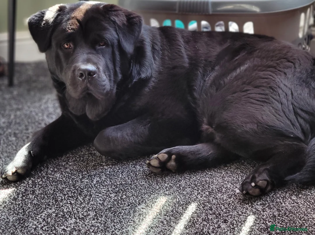 Mixed Breed dogs for sale: Newfoundland x chow chow pup - Advert 2