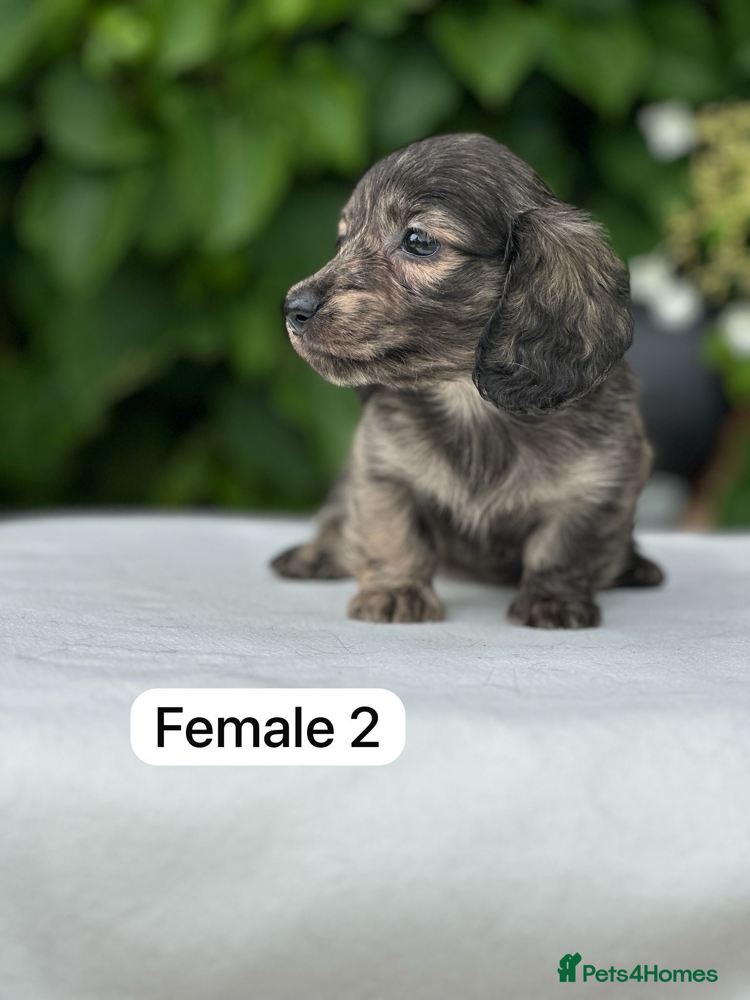 Miniature Dachshund dogs Miniature longhaired brindle dachshund - Advert 6