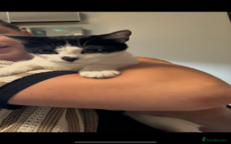 Mixed Breed cats for sale: Domestic cats  - Image 16