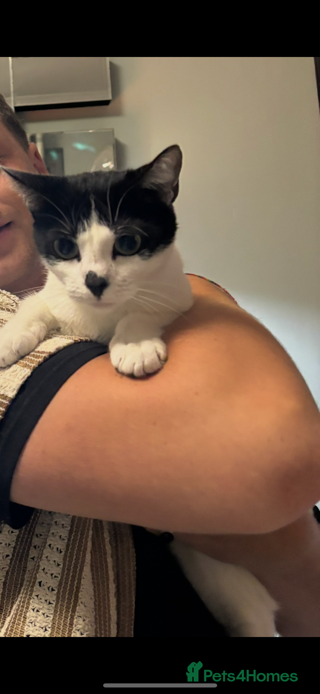 Mixed Breed cats for sale: Domestic cats  - Image 16