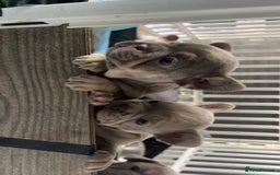 French Bulldog dogs for sale: Female blue/fawn French bulldog  - Image 9