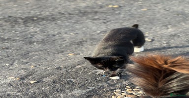 Mixed Breed cats - Advert 16