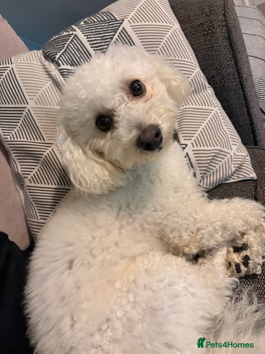 Poochon dogs for stud: Poochon Stud  - Advert 1