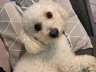 Poochon dogs Poochon Stud - Advert 1