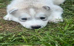 Siberian Husky dogs for sale: Siberian husky puppies  - Image 9