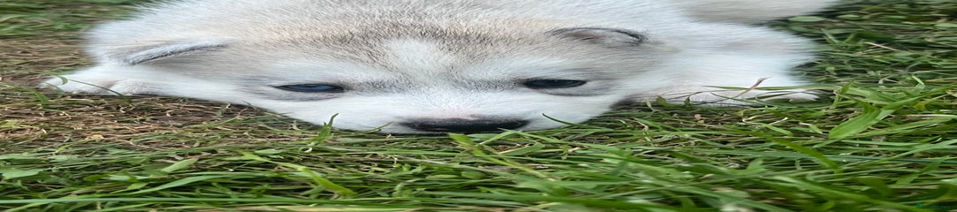 Puppy 2
