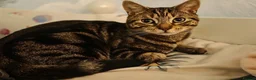 Domestic Shorthair cats for sale: Domestic Short Hair Mix Bengal  in Leatherhead - Advert 2