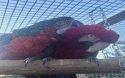 Macaws birds for sale: Bonded pair of macaws  - Image 2